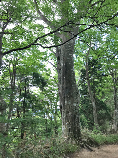 ブナの巨木