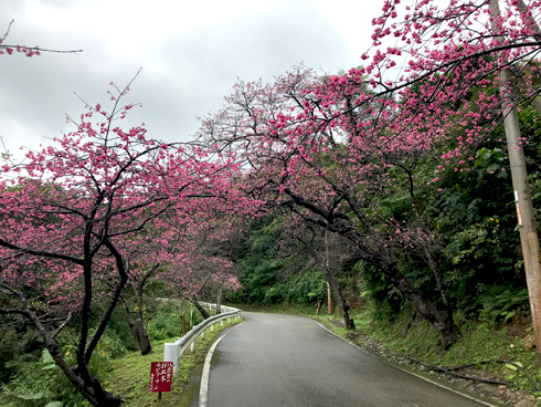 八重岳桜祭り.jpg