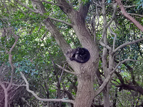 木の上で寝るネコ.jpg