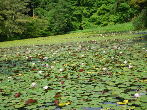 森林植物園の睡蓮の池