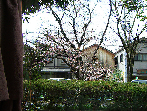 窓の桜.jpg